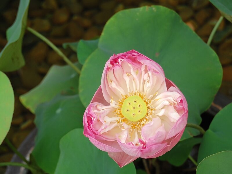 Pink Lotus Flower — Serene, Afternoon, Photograph, Lotus Leaf, Seed Pod, Pond