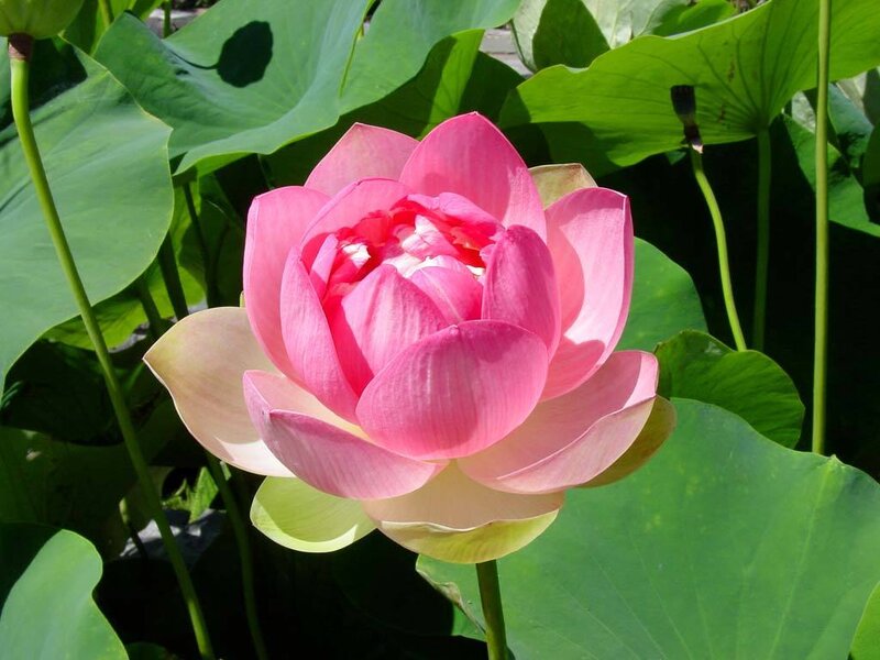 Pink Lotus Flower — Serene, Afternoon, Photograph, Lotus Leaf, Stem