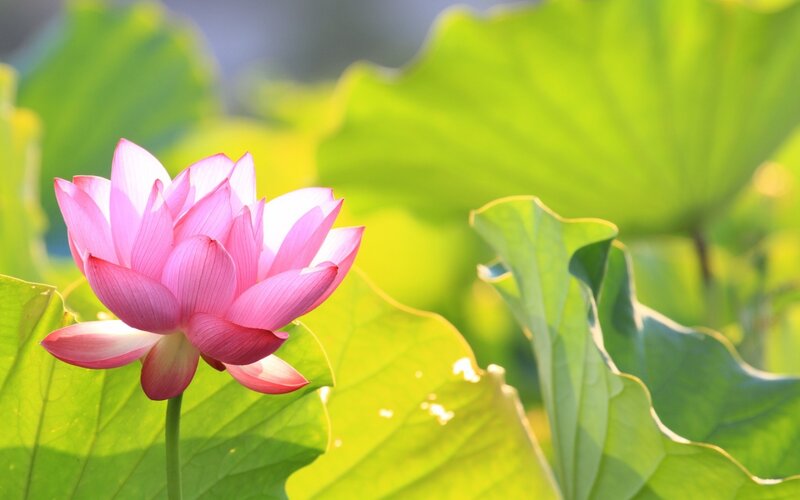 Pink Lotus Flower — Serene, Afternoon, Photograph, Lotus Leaf, Sunlight
