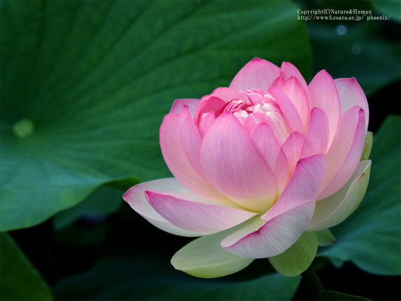 Pink Lotus Flower — Serene, Afternoon, Photograph, Lotus Leaf
