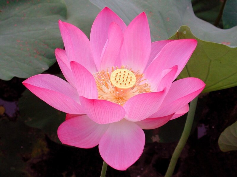 Pink Lotus Flower — Serene, Afternoon, Photograph, Lotus Leaf, Yellow Center, Green