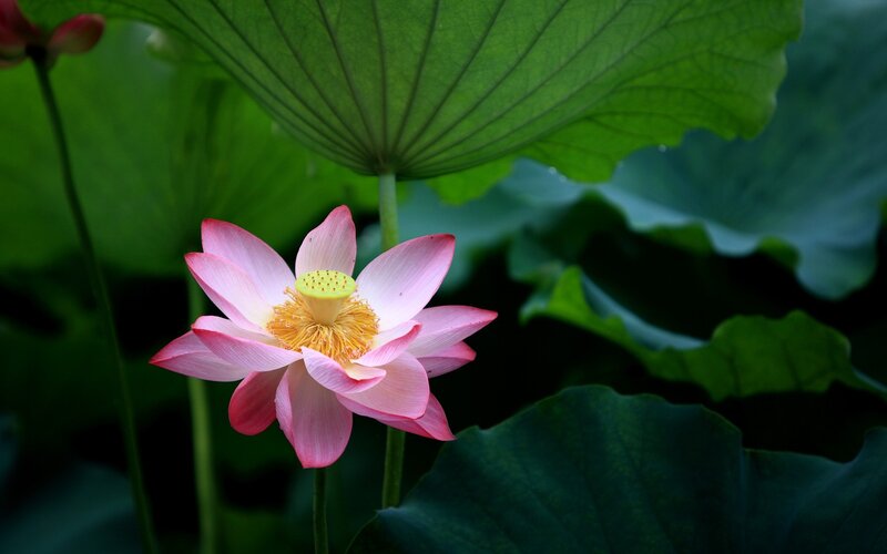 Pink Lotus Flower — Serene, Afternoon, Photograph, Lotus Leaf, Yellow Stamen
