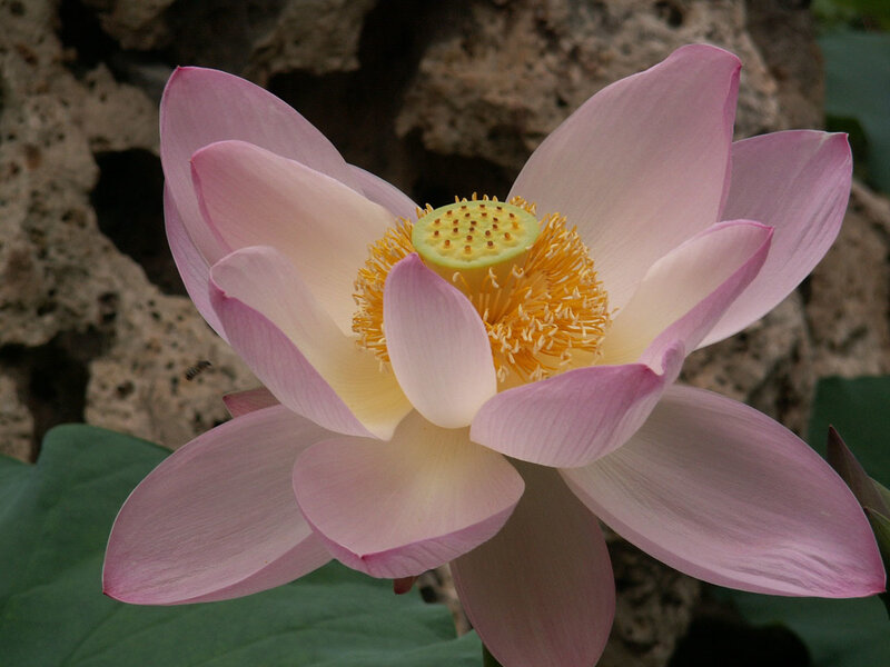 Pink Lotus Flower — Serene, Afternoon, Photograph, Lotus Seed Pod, Yellow Stamen