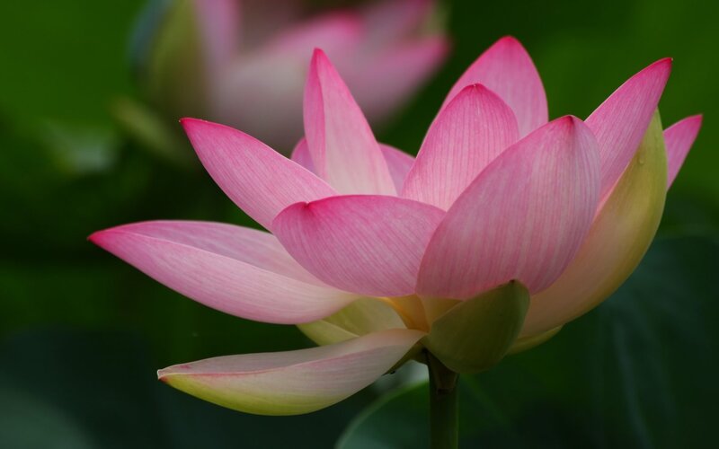 Pink Lotus Flower — Serene, Afternoon, Photograph, Petals, Bud