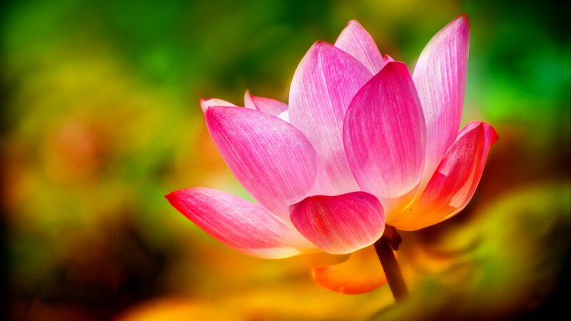 Pink Lotus Flower — Serene, Afternoon, Photograph, Petals, Stem
