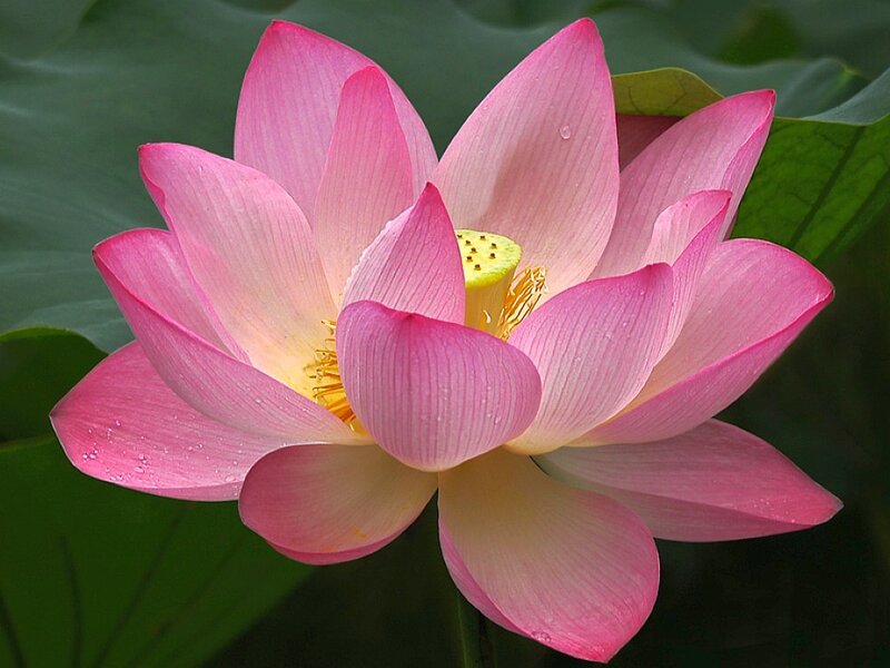 Pink Lotus Flower — Serene, Afternoon, Photograph, Petals