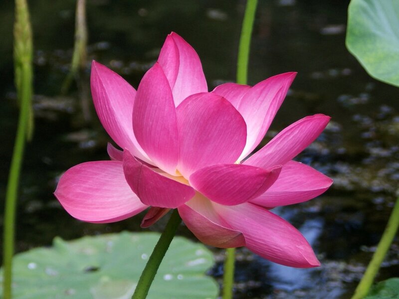 Pink Lotus Flower — Serene, Afternoon, Photograph, Pond