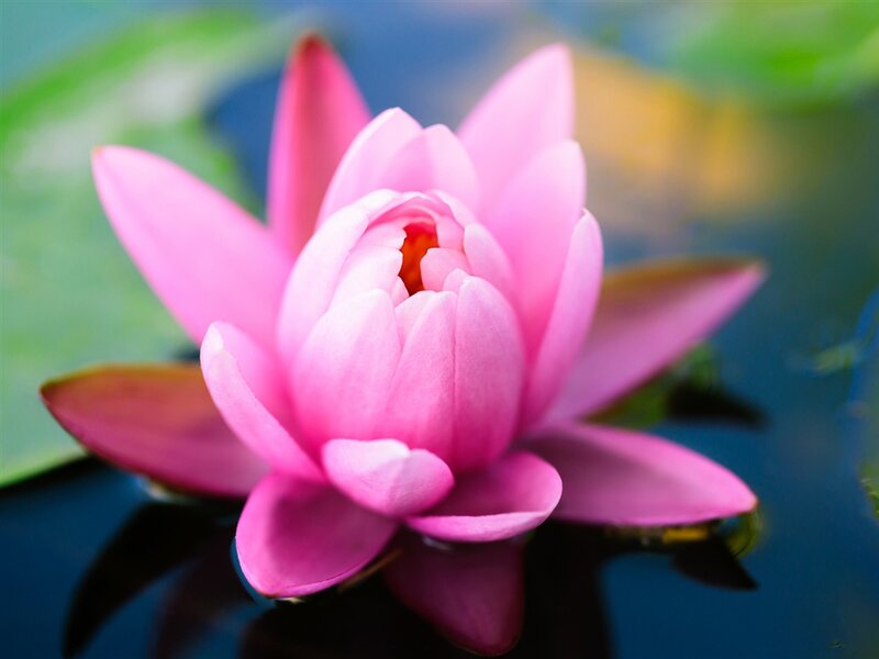 Pink Lotus Flower — Serene, Afternoon, Photograph, Water, Leaf