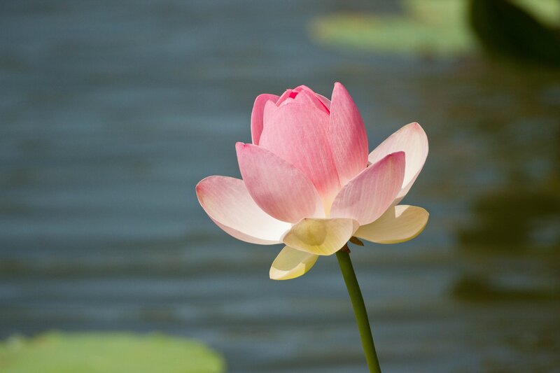 Pink Lotus Flower — Serene, Afternoon, Photograph, Water, Stem