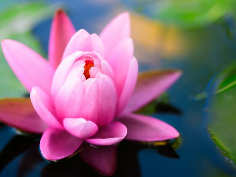 Pink Lotus Flower — Serene, Afternoon, Photograph, Water