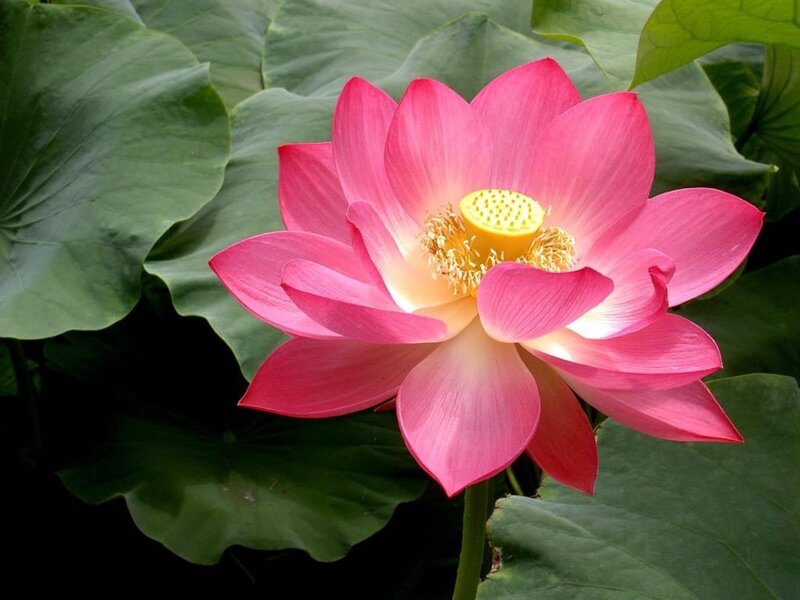 Pink Lotus Flower — Serene, Afternoon, Photograph, Yellow Center, Green Leaves, Green