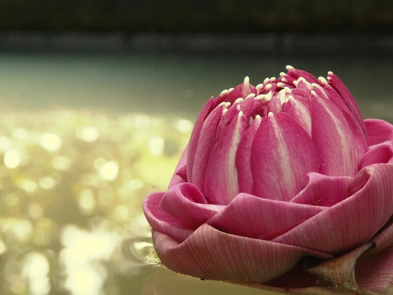 Pink Lotus Flower — Serene, Afternoon