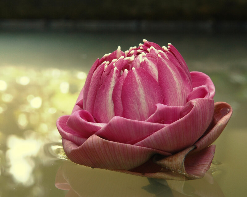 Pink Lotus Flower — Serene, Daytime, Photograph