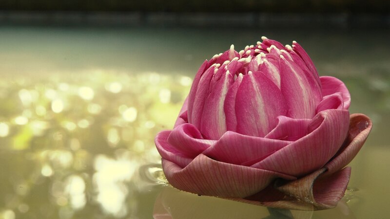 Pink Lotus Flower — Serene, Daytime