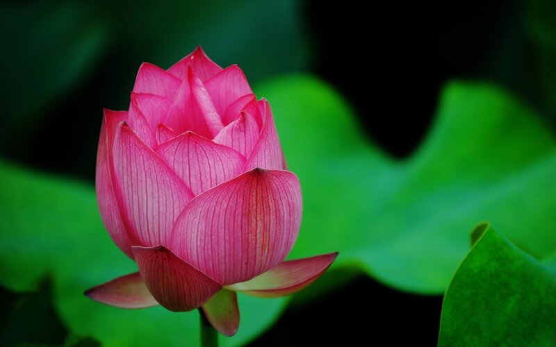 Pink Lotus Flower — Serene, Green