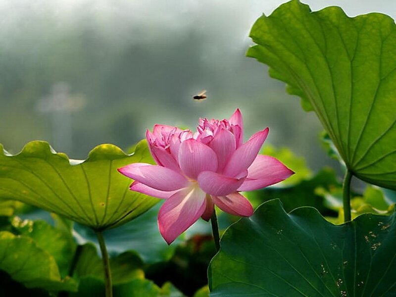 Pink Lotus Flower — Serene, Morning, Photograph, Bee