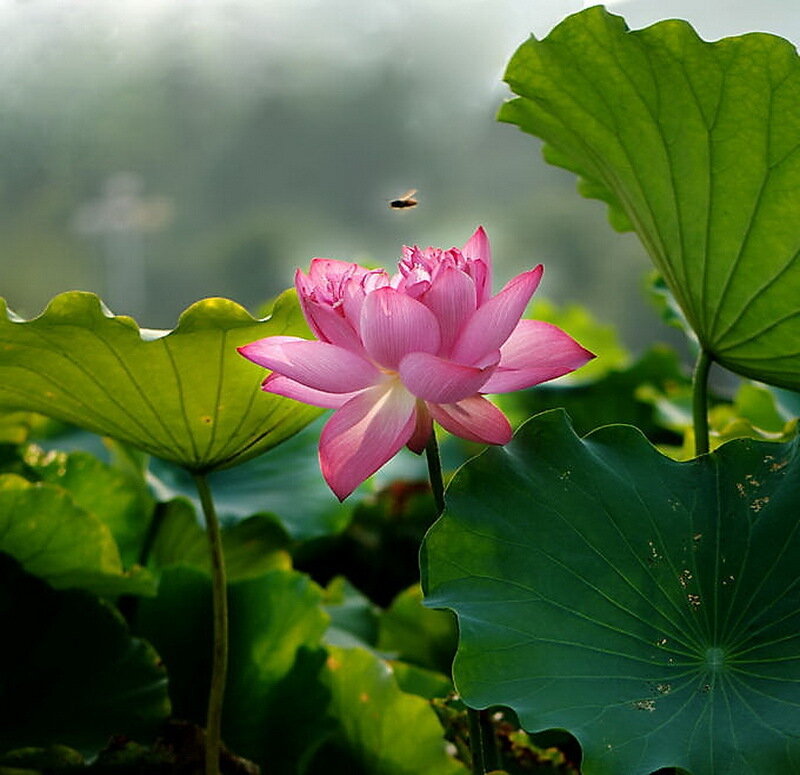 Pink Lotus Flower — Serene, Morning