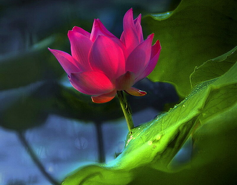 Pink Lotus Flower — Serene, Night, Photograph
