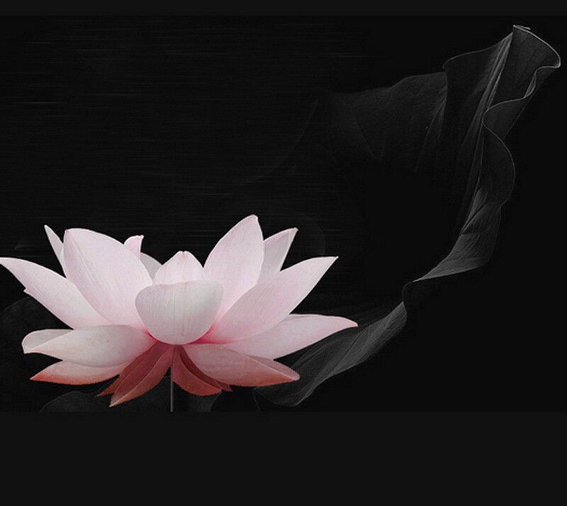 Pink Lotus Flower — Serene, Photograph, Black Background