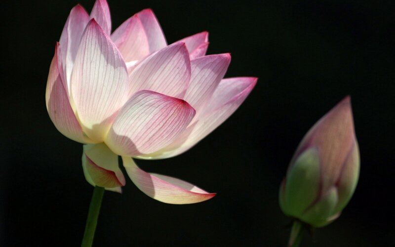 Pink Lotus Flower — Serene, Photograph, Bud, Stem