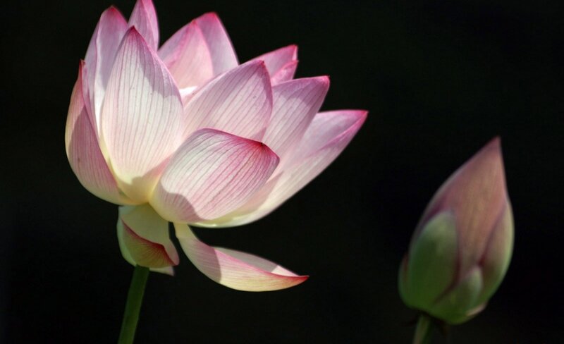 Pink Lotus Flower — Serene, Photograph, Bud