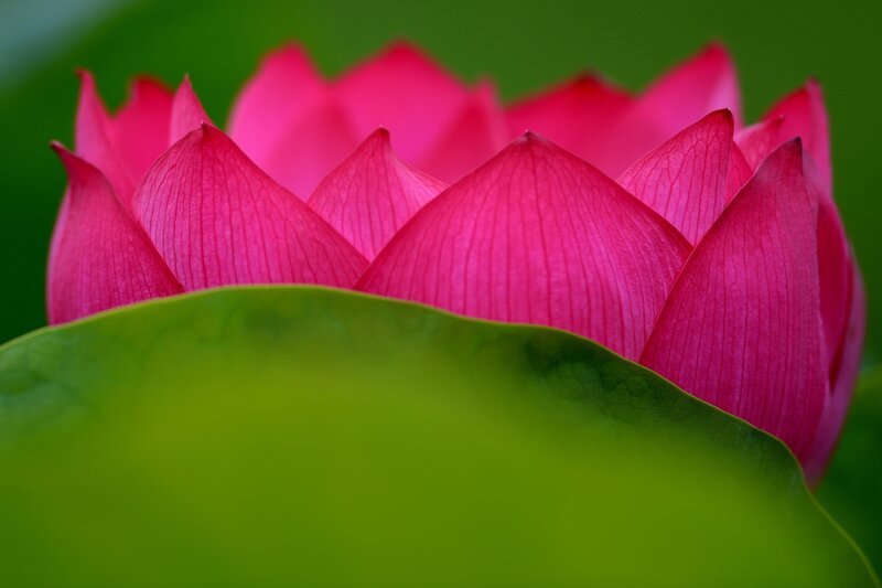 Pink Lotus Flower — Serene, Photograph, Green Leaf, Petals