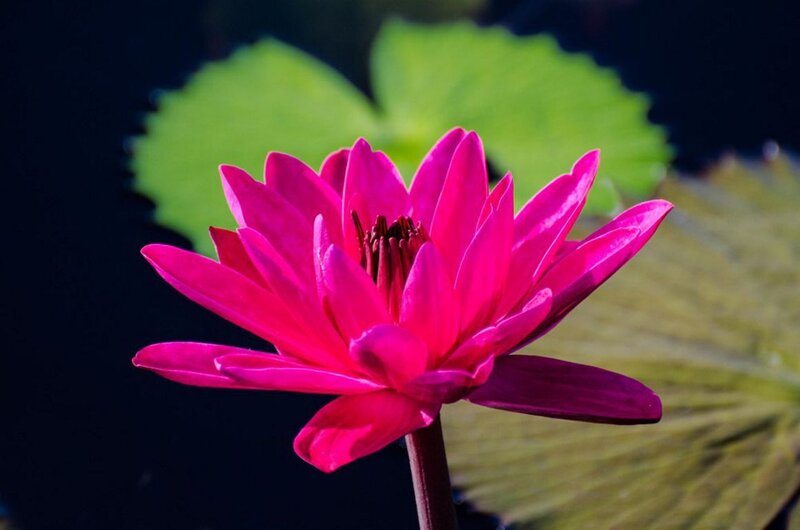 Pink Lotus Flower — Serene, Photograph, Green Leaf, Stem