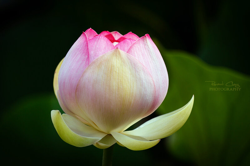 Pink Lotus Flower — Serene, Photograph, Green Leaf