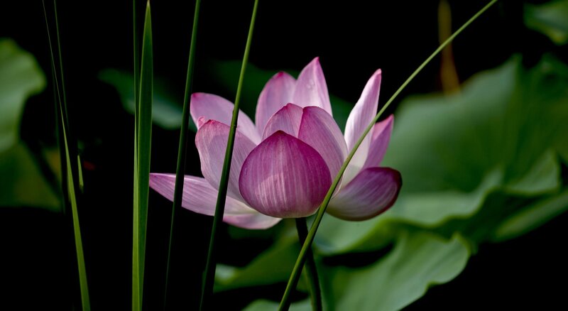 Pink Lotus Flower — Serene, Photograph, Green Leaves