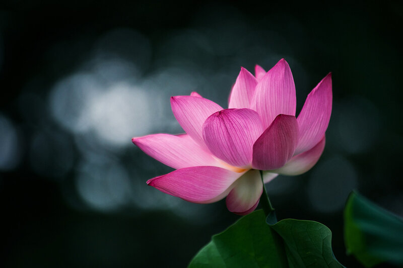Pink Lotus Flower — Serene, Photograph, Leaf, Petals