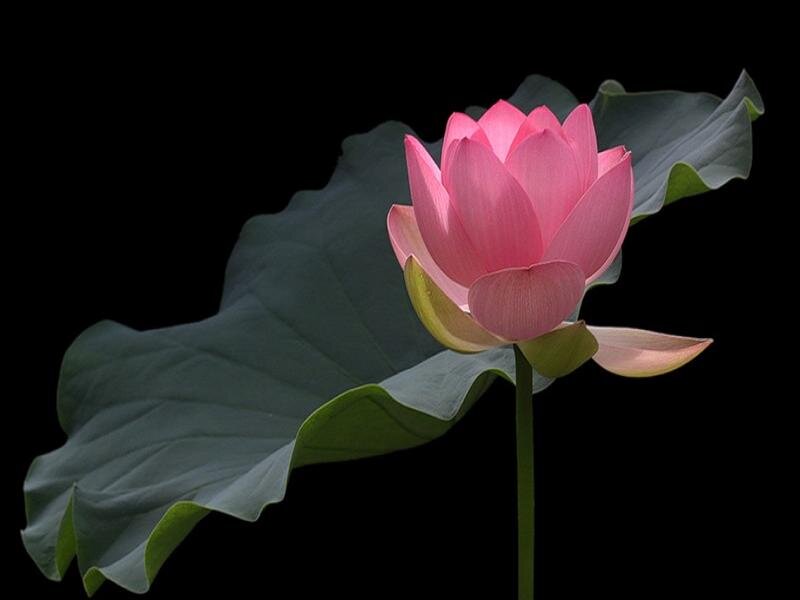 Pink Lotus Flower — Serene, Photograph, Leaf