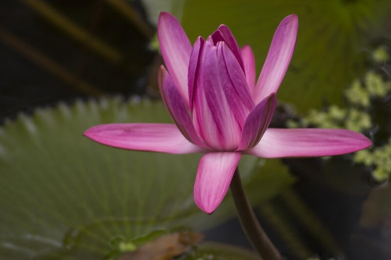 Pink Lotus Flower — Serene, Photograph, Lily Pad, Water
