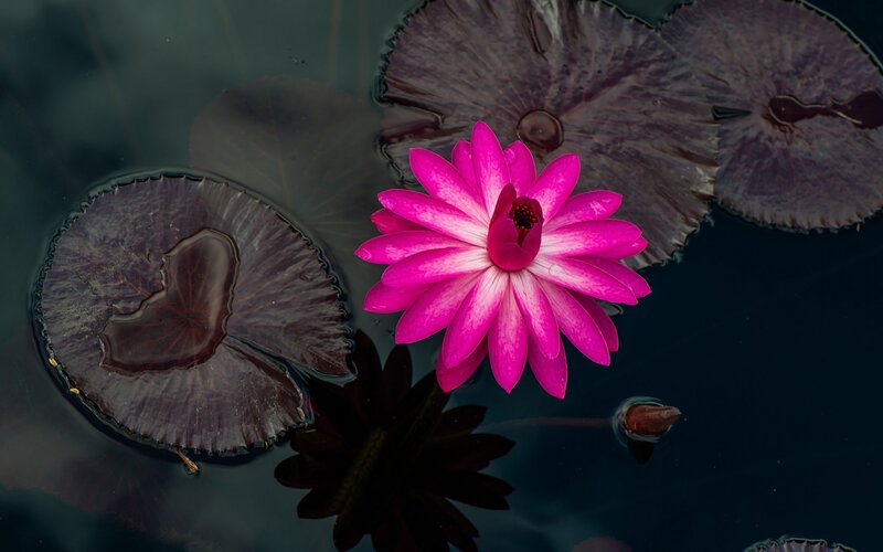 Pink Lotus Flower — Serene, Photograph, Lily Pads