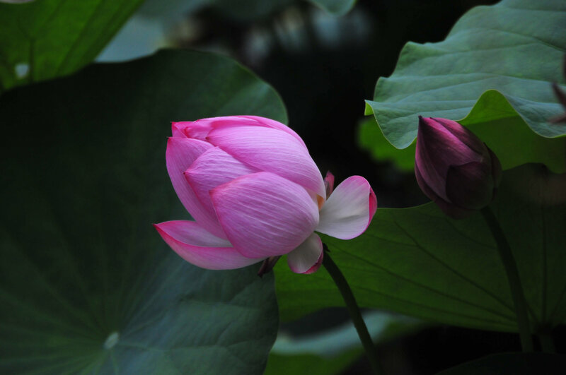 Pink Lotus Flower — Serene, Photograph, Lotus Bud