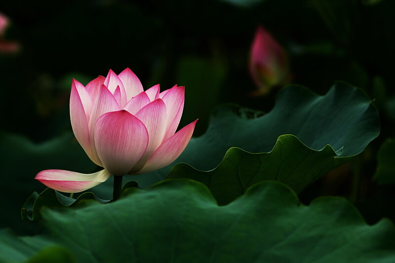 Pink Lotus Flower — Serene, Photograph, Lotus Leaf, Bud