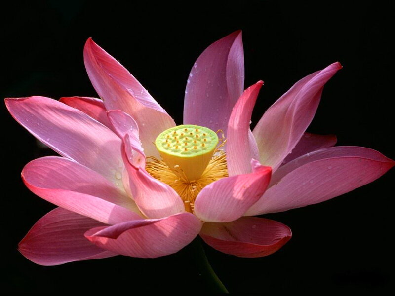 Pink Lotus Flower — Serene, Photograph, Lotus Seed Pod