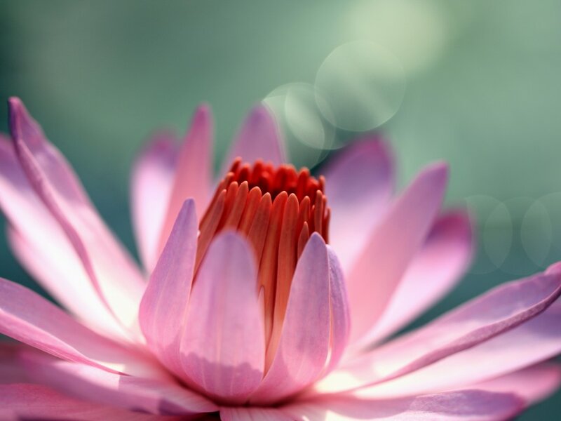 Pink Lotus Flower — Serene, Photograph, Petals, Center, Background
