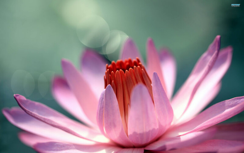 Pink Lotus Flower — Serene, Photograph, Petals, Center