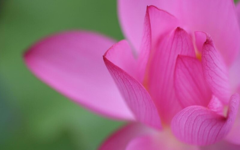 Pink Lotus Flower — Serene, Photograph, Petals, Green Background