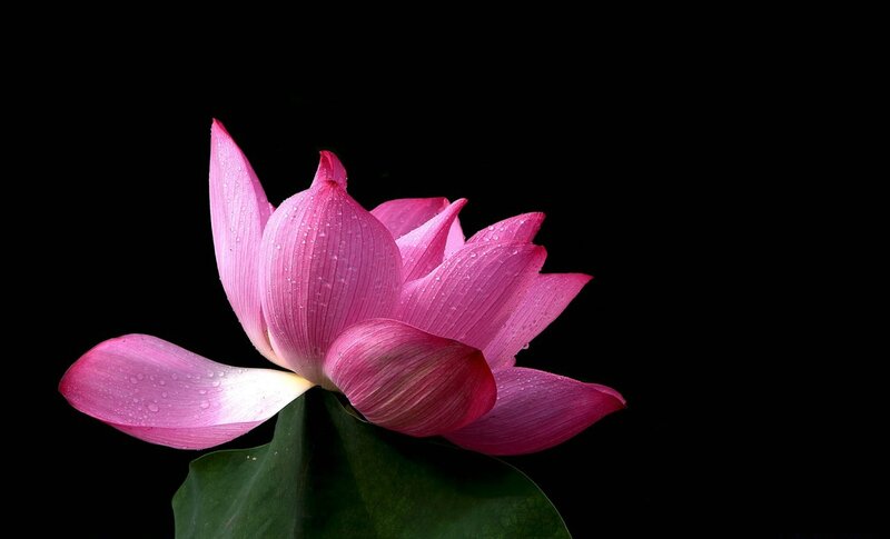 Pink Lotus Flower — Serene, Photograph, Petals, Leaf