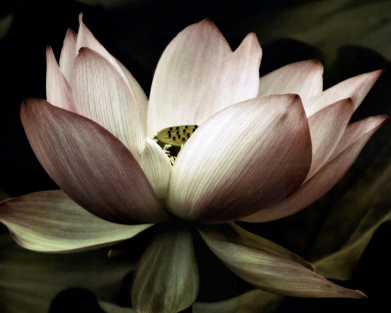 Pink Lotus Flower — Serene, Photograph, Petals, Seed Pod, Dark Background