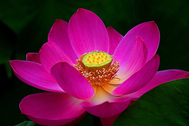 Pink Lotus Flower — Serene, Photograph, Petals, Seed Pod