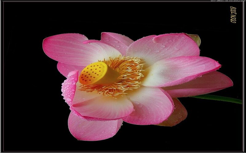 Pink Lotus Flower — Serene, Photograph, Petals, Stamen, Stem
