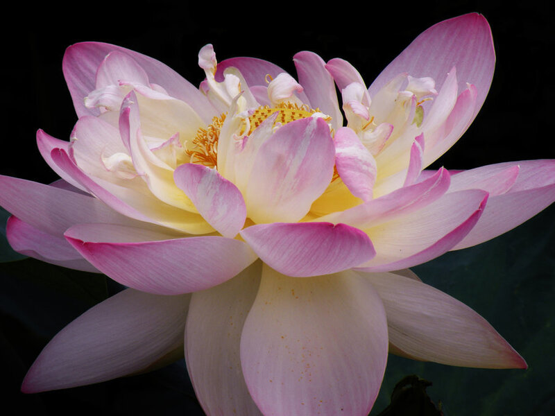 Pink Lotus Flower — Serene, Photograph, Petals, Stamen