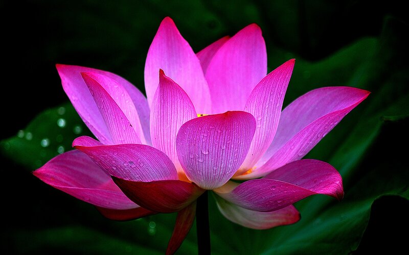 Pink Lotus Flower — Serene, Photograph, Petals, Water Droplets, Leaf