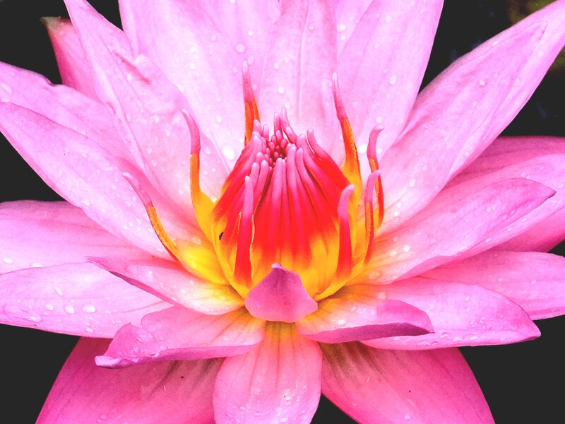 Pink Lotus Flower — Serene, Photograph, Petals, Water Droplets