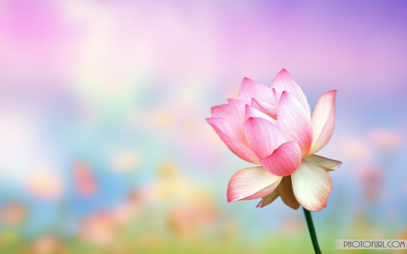 Pink Lotus Flower — Serene, Photograph, Stem, Blurry Background