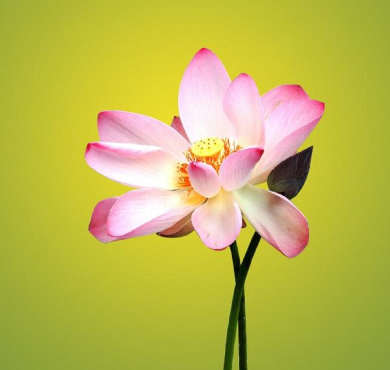 Pink Lotus Flower — Serene, Photograph, Stem, Leaf