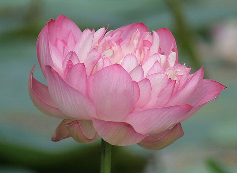 Pink Lotus Flower — Serene, Photograph, Stem