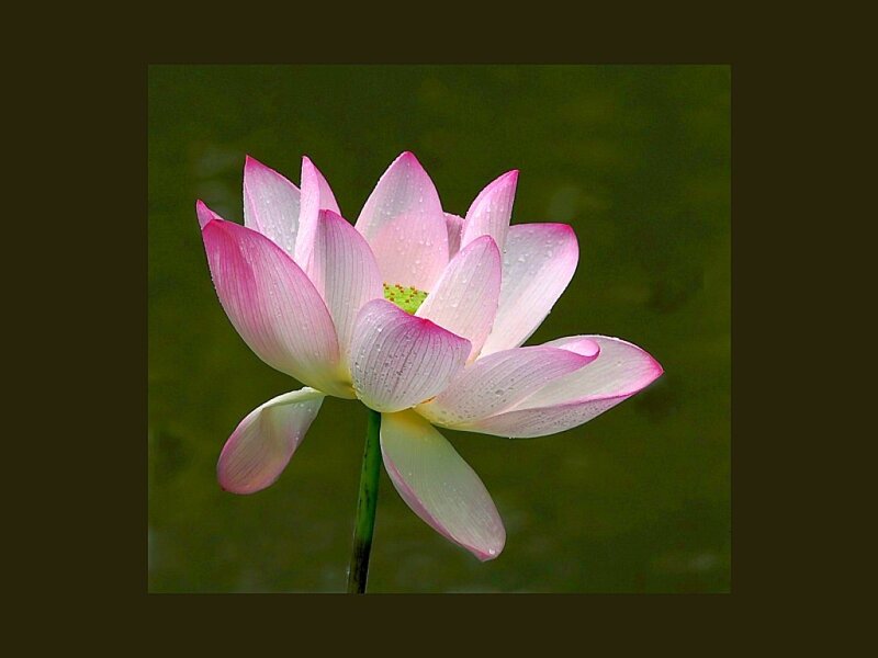 Pink Lotus Flower — Serene, Photograph